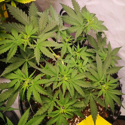 Weeding Cake Auto Queen Seeds growlog timeline photo