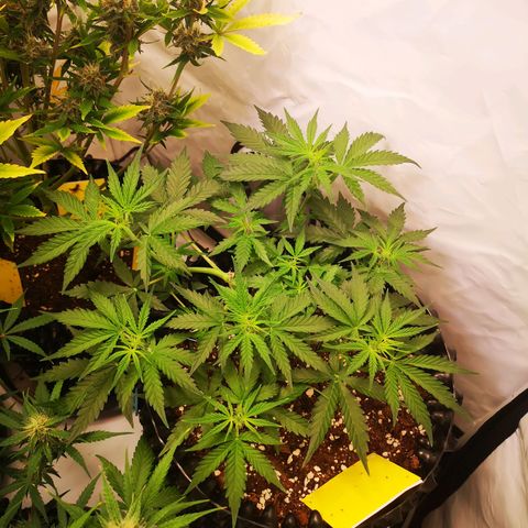 Weeding Cake Auto Queen Seeds growlog timeline photo