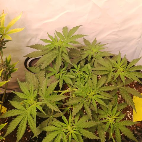 Weeding Cake Auto Queen Seeds growlog timeline photo