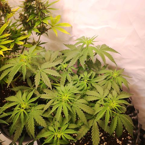 Weeding Cake Auto Queen Seeds growlog timeline photo