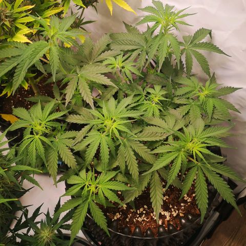 Weeding Cake Auto Queen Seeds growlog timeline photo