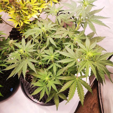 Weeding Cake Auto Queen Seeds growlog timeline photo