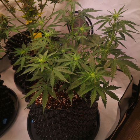 Weeding Cake Auto Queen Seeds growlog timeline photo