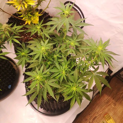 Weeding Cake Auto Queen Seeds growlog timeline photo