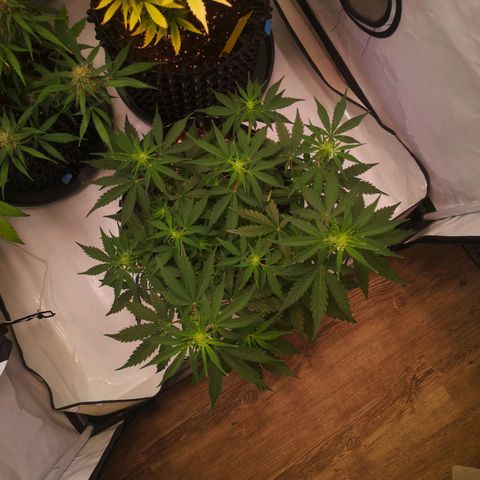 Weeding Cake Auto Queen Seeds growlog timeline photo