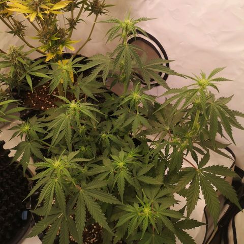 Weeding Cake Auto Queen Seeds growlog timeline photo