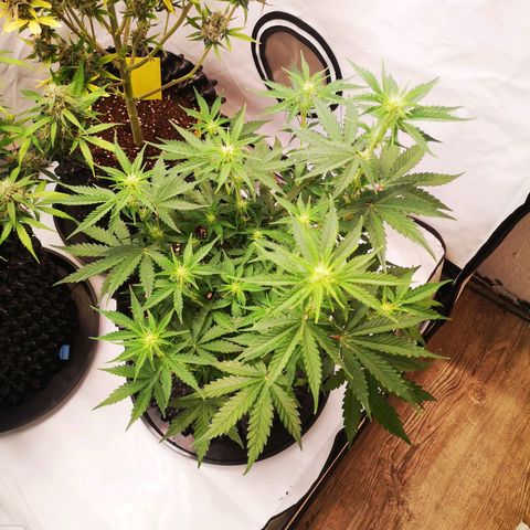Weeding Cake Auto Queen Seeds growlog timeline photo