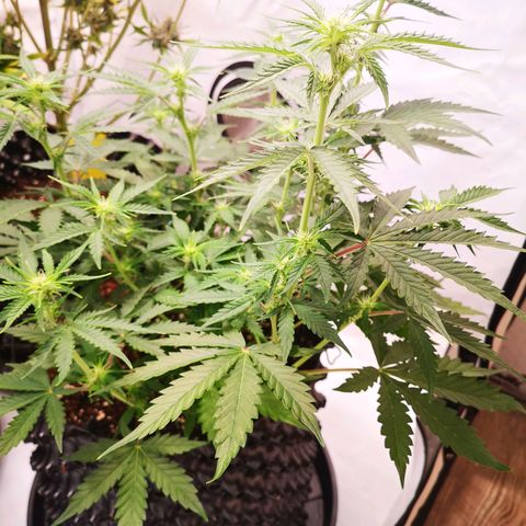 Weeding Cake Auto Queen Seeds growlog timeline photo