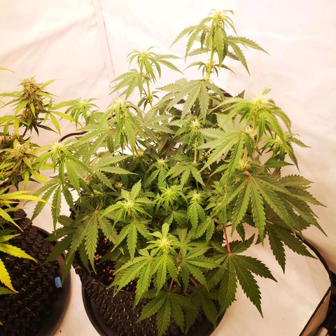 Weeding Cake Auto Queen Seeds growlog timeline photo
