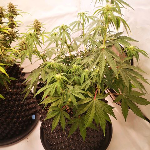 Weeding Cake Auto Queen Seeds growlog timeline photo