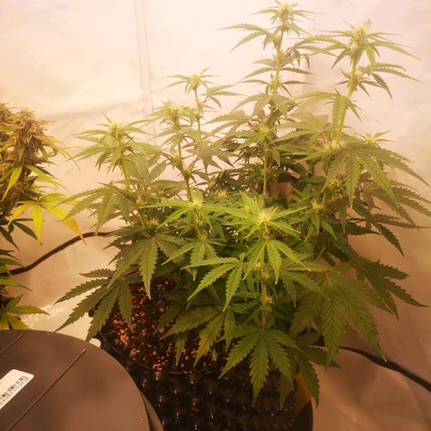 Weeding Cake Auto Queen Seeds growlog timeline photo