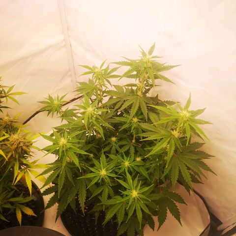 Weeding Cake Auto Queen Seeds growlog timeline photo