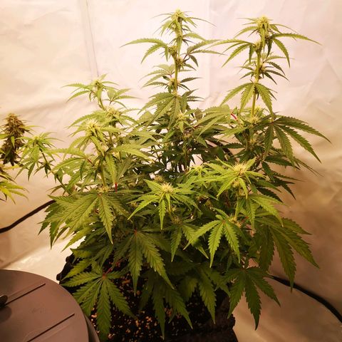 Weeding Cake Auto Queen Seeds growlog timeline photo