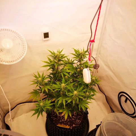 Weeding Cake Auto Queen Seeds growlog timeline photo