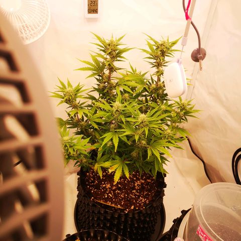 Weeding Cake Auto Queen Seeds growlog timeline photo