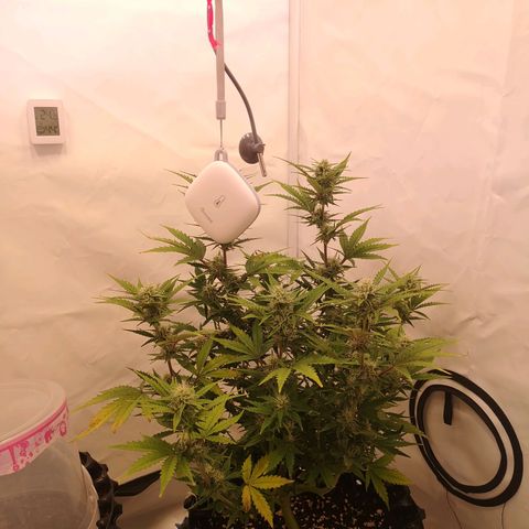 Weeding Cake Auto Queen Seeds growlog timeline photo