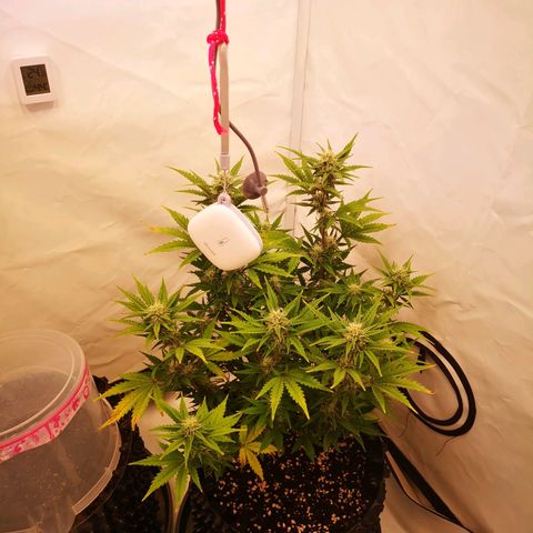 Weeding Cake Auto Queen Seeds growlog timeline photo
