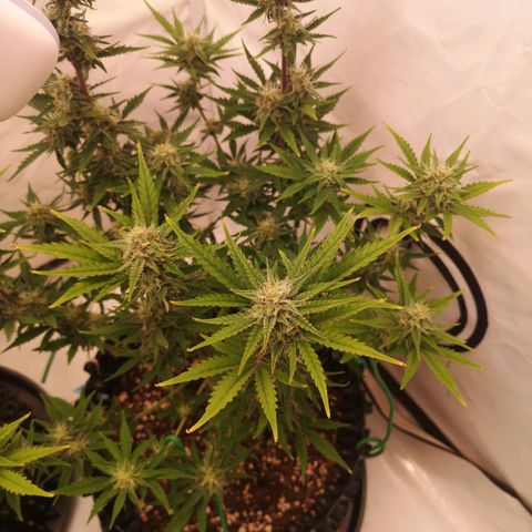 Weeding Cake Auto Queen Seeds growlog timeline photo
