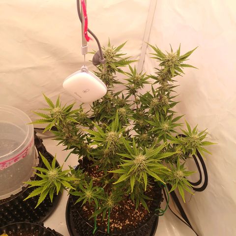 Weeding Cake Auto Queen Seeds growlog timeline photo