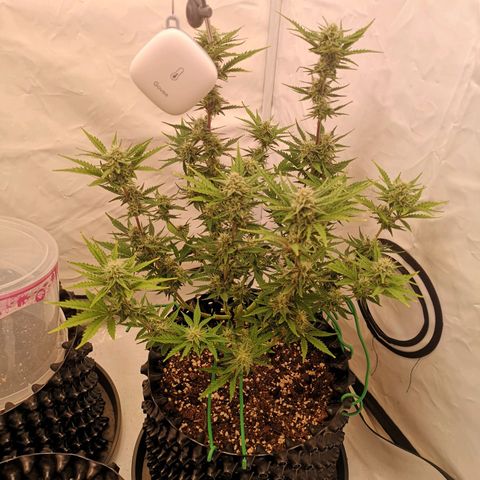 Weeding Cake Auto Queen Seeds growlog timeline photo