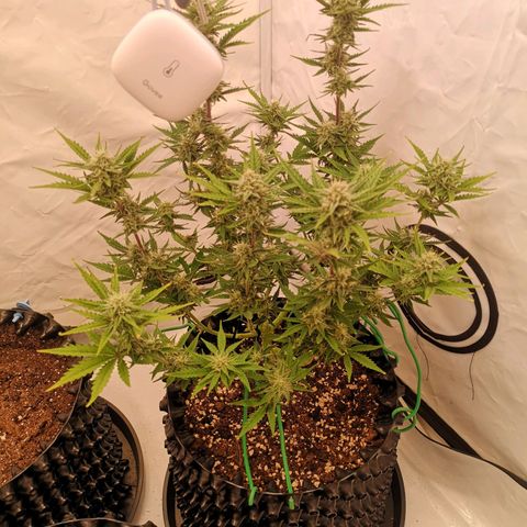 Weeding Cake Auto Queen Seeds growlog timeline photo