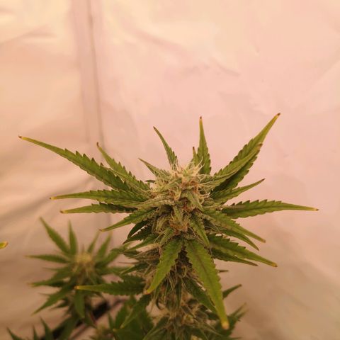Weeding Cake Auto Queen Seeds growlog timeline photo