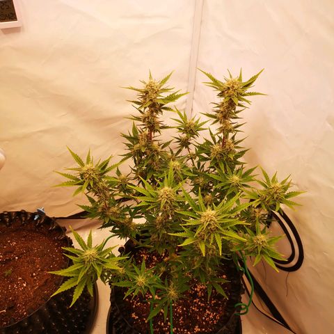 Weeding Cake Auto Queen Seeds growlog timeline photo