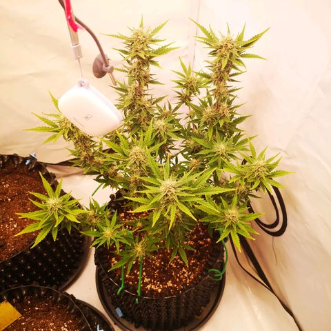 Weeding Cake Auto Queen Seeds growlog timeline photo