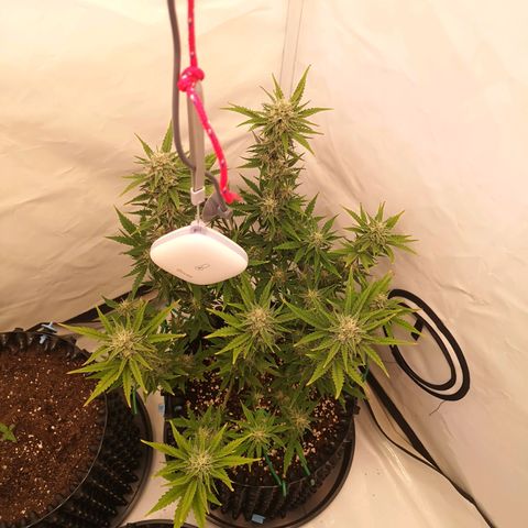 Weeding Cake Auto Queen Seeds growlog timeline photo