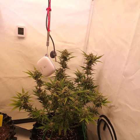 Weeding Cake Auto Queen Seeds growlog timeline photo