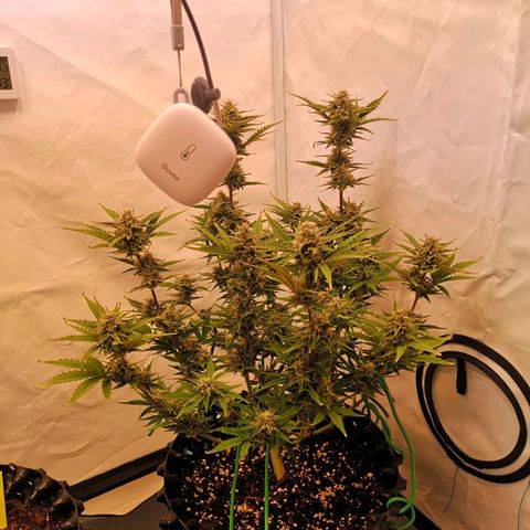 Weeding Cake Auto Queen Seeds growlog timeline photo