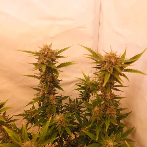 Weeding Cake Auto Queen Seeds growlog timeline photo