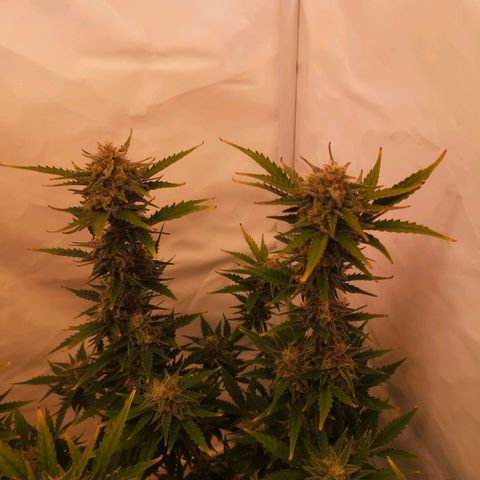 Weeding Cake Auto Queen Seeds growlog timeline photo