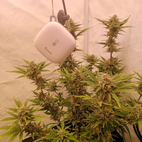 Weeding Cake Auto Queen Seeds growlog timeline photo