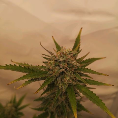 Weeding Cake Auto Queen Seeds growlog timeline photo