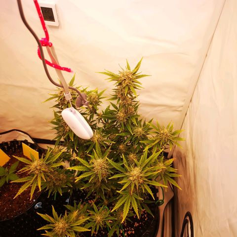 Weeding Cake Auto Queen Seeds growlog timeline photo