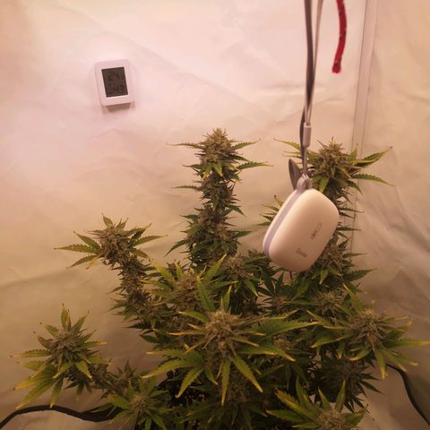 Weeding Cake Auto Queen Seeds growlog timeline photo