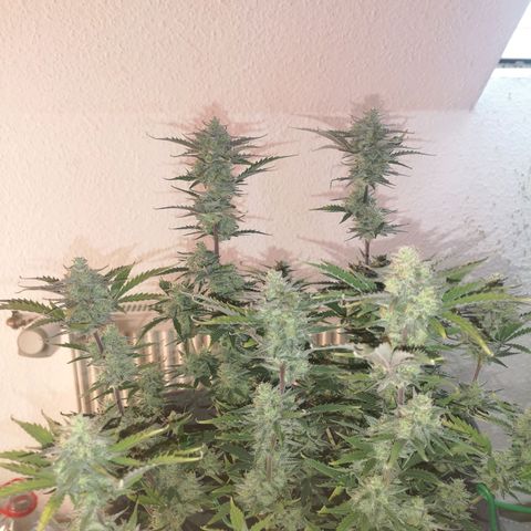 Weeding Cake Auto Queen Seeds growlog timeline photo
