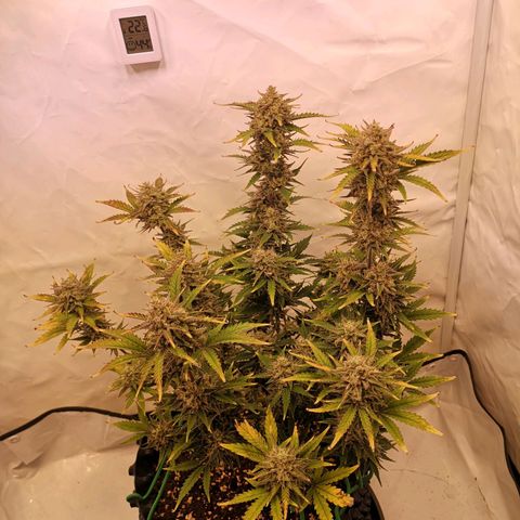 Weeding Cake Auto Queen Seeds growlog timeline photo