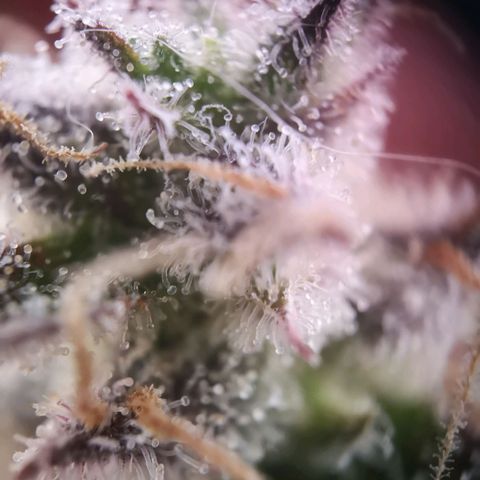 Weeding Cake Auto Queen Seeds growlog timeline photo