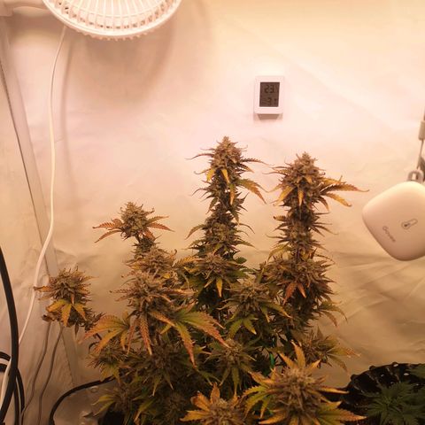 Weeding Cake Auto Queen Seeds growlog timeline photo