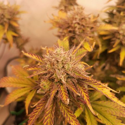 Weeding Cake Auto Queen Seeds growlog timeline photo