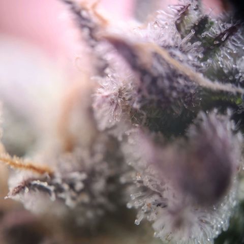 Weeding Cake Auto Queen Seeds growlog timeline photo