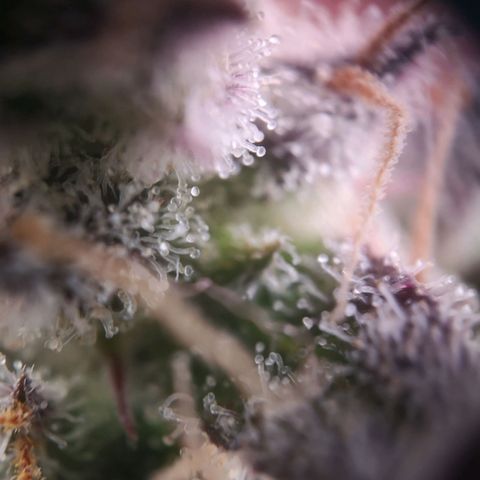 Weeding Cake Auto Queen Seeds growlog timeline photo