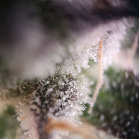 Weeding Cake Auto Queen Seeds growlog timeline photo