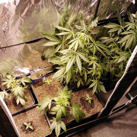 Team Marihuanas #3 growlog timeline photo