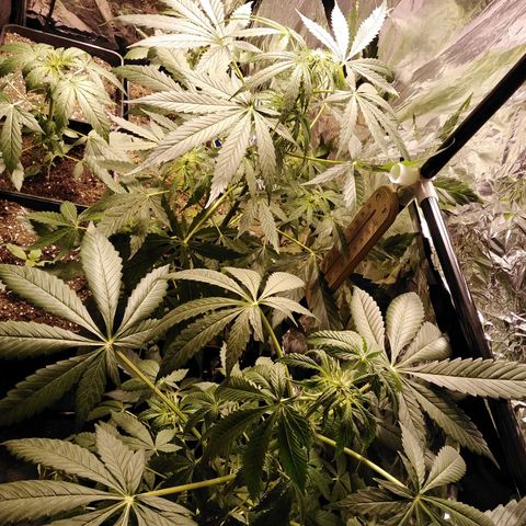 Team Marihuanas #3 growlog timeline photo