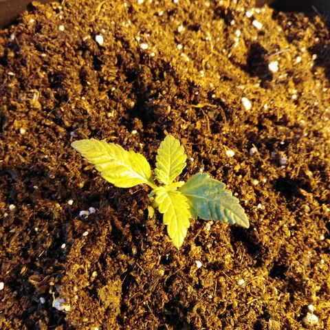 Team Marihuanas #3 growlog timeline photo