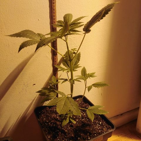 Team Marihuanas #3 growlog photo: 32cm.