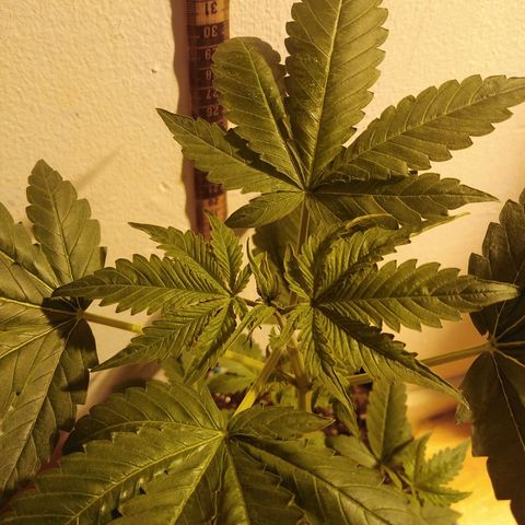 Team Marihuanas #3 growlog photo: 32cm.